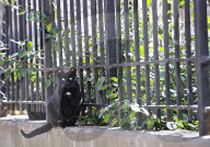 FEATURE - Nancy Regula ist der 'Schutzengel' der Katzen in der Bronx