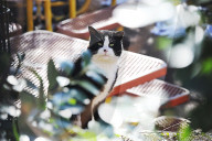 FEATURE - Nancy Regula ist der 'Schutzengel' der Katzen in der Bronx