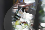 FEATURE - Nancy Regula ist der 'Schutzengel' der Katzen in der Bronx
