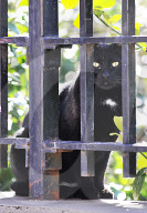 FEATURE - Nancy Regula ist der 'Schutzengel' der Katzen in der Bronx