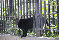 FEATURE - Nancy Regula ist der 'Schutzengel' der Katzen in der Bronx