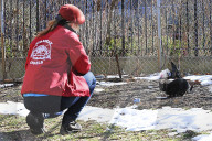 FEATURE - Nancy Regula ist der 'Schutzengel' der Katzen in der Bronx