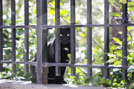 FEATURE - Nancy Regula ist der 'Schutzengel' der Katzen in der Bronx