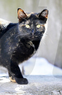 FEATURE - Nancy Regula ist der 'Schutzengel' der Katzen in der Bronx