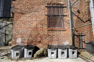 FEATURE - Nancy Regula ist der 'Schutzengel' der Katzen in der Bronx