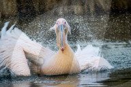 FEATURE - Waschtag bei Frau Pelikan