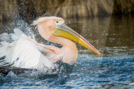 FEATURE - Waschtag bei Frau Pelikan
