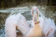 FEATURE - Waschtag bei Frau Pelikan