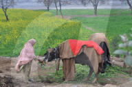 REPORTAGE - Pakistan: Alltag in Lahore