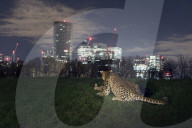 FEATURE - London: Täuschend echt - der Leopard ist los