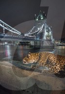 FEATURE - London: Täuschend echt - der Leopard ist los