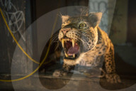 FEATURE - London: Täuschend echt - der Leopard ist los