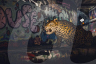 FEATURE - London: Täuschend echt - der Leopard ist los
