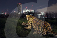 FEATURE - London: Täuschend echt - der Leopard ist los