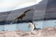 NEWS - Bilder zur Klimaveränderung in der Antarktis