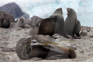 NEWS - Bilder zur Klimaveränderung in der Antarktis