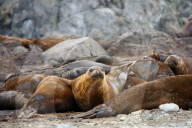 NEWS - Bilder zur Klimaveränderung in der Antarktis
