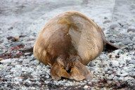 NEWS - Bilder zur Klimaveränderung in der Antarktis
