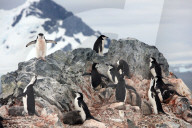 NEWS - Bilder zur Klimaveränderung in der Antarktis