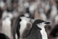 NEWS - Bilder zur Klimaveränderung in der Antarktis