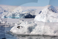 NEWS - Bilder zur Klimaveränderung in der Antarktis