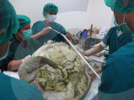 FEATURE - Meeresschildkröte von durch OP verschluckten Münzen befreit