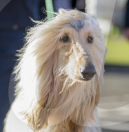 FEATURE - Lustige Hundegestalten an den Crufts 2017