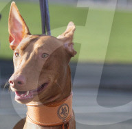 FEATURE - Lustige Hundegestalten an den Crufts 2017
