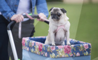 FEATURE - Birmingham: Crufts die Hundeshow - Ankunft der 'Stars'