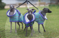 FEATURE - Birmingham: Crufts die Hundeshow - Ankunft der 'Stars'