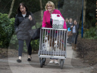 FEATURE - Birmingham: Crufts die Hundeshow - Ankunft der 'Stars'
