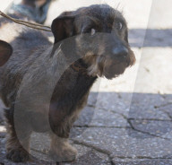 FEATURE - Birmingham: Crufts die Hundeshow - Ankunft der 'Stars'