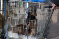 FEATURE - Birmingham: Crufts die Hundeshow - Ankunft der 'Stars'