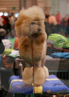 FEATURE - Birmingham: Crufts die Hundeshow - Das grosse Styling