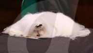 FEATURE - Birmingham: Crufts die Hundeshow - Das grosse Styling