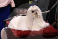 FEATURE - Birmingham: Crufts die Hundeshow - Das grosse Styling