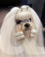 FEATURE - Birmingham: Crufts die Hundeshow - Das grosse Styling
