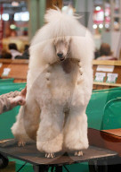 FEATURE - Birmingham: Crufts die Hundeshow - Das grosse Styling