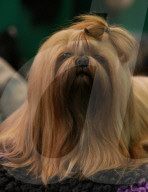 FEATURE - Birmingham: Crufts die Hundeshow - Das grosse Styling