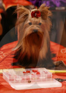 FEATURE - Birmingham: Crufts die Hundeshow - Das grosse Styling