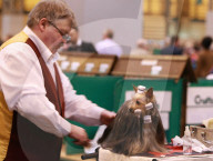 FEATURE - Birmingham: Crufts die Hundeshow - Das grosse Styling