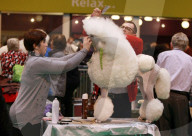 FEATURE - Birmingham: Crufts die Hundeshow - Das grosse Styling