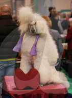 FEATURE - Birmingham: Crufts die Hundeshow - Das grosse Styling