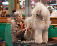 FEATURE - Birmingham: Crufts die Hundeshow - Das grosse Styling
