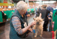 FEATURE - Birmingham: Crufts die Hundeshow - Das grosse Styling