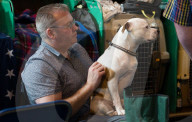 FEATURE - Birmingham: Crufts die Hundeshow - Das grosse Styling
