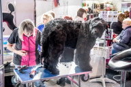 FEATURE - Birmingham: Crufts die Hundeshow - Das grosse Styling