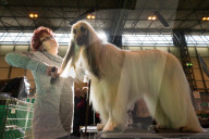 FEATURE - Birmingham: Crufts die Hundeshow - Das grosse Styling