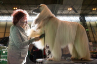 FEATURE - Birmingham: Crufts die Hundeshow - Das grosse Styling