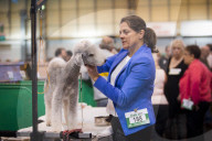 FEATURE - Birmingham: Crufts die Hundeshow - Das grosse Styling